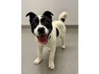 Adopt MARS a Border Collie, Mixed Breed