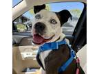 Adopt BURTON a Pit Bull Terrier, Mixed Breed