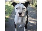 Adopt BURTON a Pit Bull Terrier, Mixed Breed