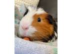 Adopt Buzz a Guinea Pig