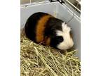 Adopt Buzz And Woody a Guinea Pig