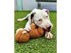 Adopt Blueberry a Catahoula Leopard Dog, American Bully