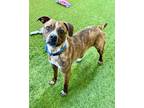 Adopt Eddie a Pit Bull Terrier, Australian Cattle Dog / Blue Heeler