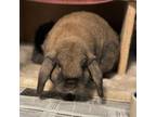 Adopt Chips & Root Beer a Holland Lop, American Fuzzy Lop