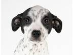 Adopt Sweet William a Australian Cattle Dog / Blue Heeler, Pit Bull Terrier