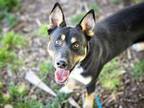 Adopt TORY a Australian Cattle Dog / Blue Heeler