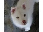 Adopt Tahoe a Siberian Husky