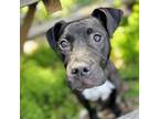 Adopt Remington a Pit Bull Terrier