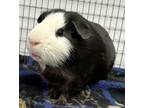 Adopt Mickey a Guinea Pig