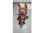Adopt Scoob a Pit Bull Terrier, Mixed Breed