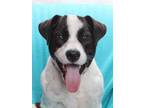 Adopt EINSTEIN a American Staffordshire Terrier, Beagle