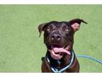 Adopt REZNOR a Labrador Retriever