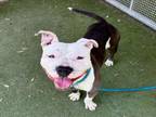 Adopt MILKY a Pit Bull Terrier