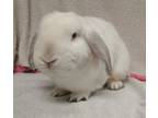 Adopt MAY a Bunny Rabbit