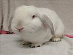 Adopt MAY a Bunny Rabbit