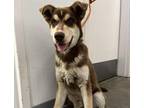 Adopt BEANS a Siberian Husky