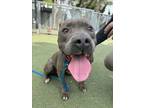Adopt ANT a Pit Bull Terrier