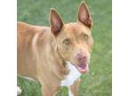 Adopt SIMBA a Rhodesian Ridgeback, Collie