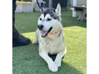 Adopt HERBERT a Siberian Husky