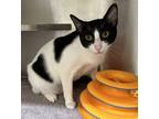 Adopt Blizzard a Domestic Short Hair