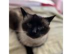 Adopt Shredder a Siamese