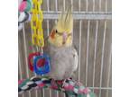 Adopt Miguel a Cockatiel