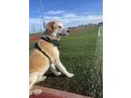 Adopt Mossyrock / Asher a Labrador Retriever