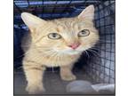 Adopt PRINCE a Domestic Short Hair, Tabby