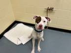 Adopt ROMEO a Pit Bull Terrier