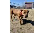 Adopt MILO a American Staffordshire Terrier, Mixed Breed