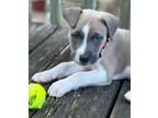 Adopt Travis a Labrador Retriever, Pit Bull Terrier