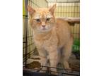 Adopt Harold (FCID# 04/16/2024 - 11 Trainer) a Tabby