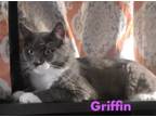 Adopt Griffin DMH Willow Grove Area (FCID #3/22/24-145) a Domestic Medium Hair