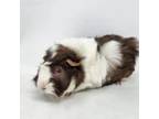 Adopt Wiggles a Guinea Pig