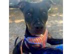 Adopt Rex a Mixed Breed