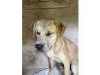 Adopt Starsky a Mixed Breed