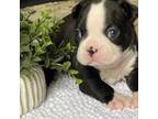 Boston Terrier Puppy for sale in Marion, NC, USA