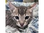 Adopt Denali a Domestic Short Hair