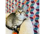 Adopt Lincoln a Domestic Short Hair