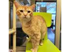 Adopt Cheeto a Domestic Short Hair