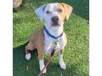 Adopt Marvin a Mixed Breed