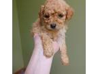 Saylor F1b Cavapoo