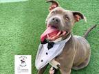 Adopt ACHILLES a American Staffordshire Terrier