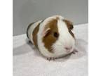 Adopt Charlie a Guinea Pig