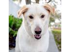 Adopt Koa a Golden Retriever