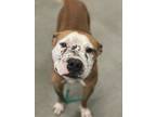 Adopt Gilligan a Pit Bull Terrier, Mixed Breed
