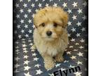 Flynn