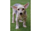 Adopt Lucky (Senior) a Yorkshire Terrier