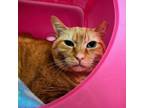 Adopt Ziggy a Domestic Short Hair