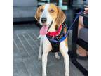 Adopt Tanner a Mixed Breed, Foxhound